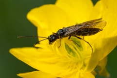 Cephus sp