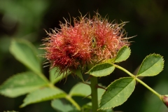Diplolepis rosae