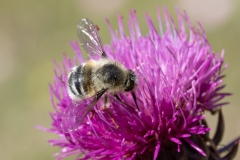 Fallenia fasciata