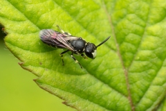Hylaeus sp