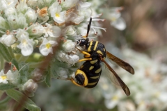 Leucospis gigas