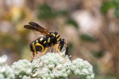 Leucospis gigas