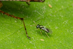 Pteromalidae (July 2026, 1066 m asl, Abruzzo, Italy)