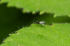 Platygaster sp