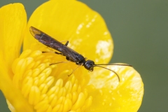 Cephidae (June 2020, 1069 m asl, Abruzzo, Italy)