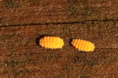 Bilobella aurantiaca