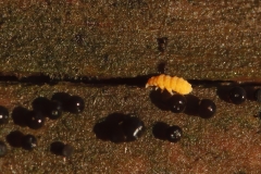 Bilobella aurantiaca