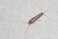 Ctenolepisma longicaudatum