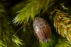 Ectobius pallidus