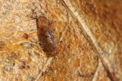Ectopsocidae