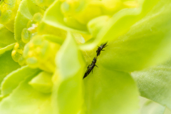 Phlaeothripidae (March 2026, 830 m asl, Abruzzo, Italy)