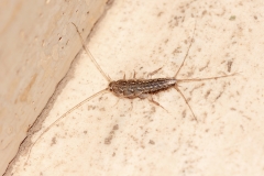Thermobia domestica