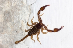 Euscorpius aquilejensis