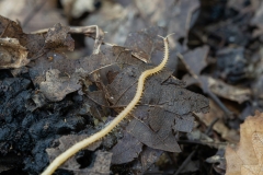 Geophilus sp