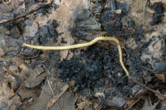 Geophilus sp