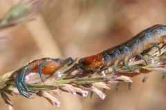 Scolopendra cingulata