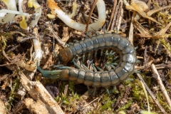 Scolopendra cingulata