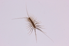 Scutigera coleoptrata