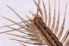 Scutigera coleoptrata