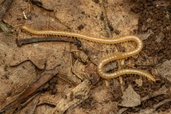Stigmatogaster sp