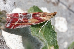 Ancylosis cinnamomella