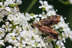 Anthophila cf fabriciana