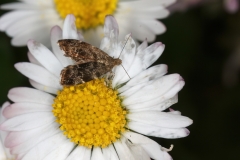 Anthophila fabriciana