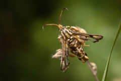 Chamaesphecia doleriformis