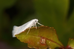 Elachista argentella