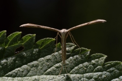 Emmelina monodactyla