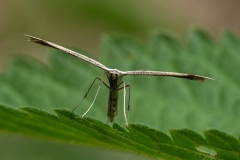 Emmelina monodactyla