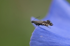 Glyphipterix sp
