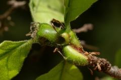 Heliozela sericiella