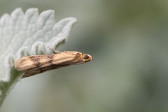 Homoeosoma sinuella