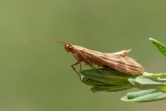 Homoeosoma sinuella