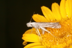 Isophrictis anthemidella