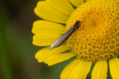 Isophrictis striatella