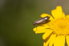 Landryia sp