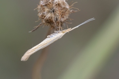Coleophoridae