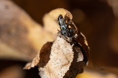Psychidae