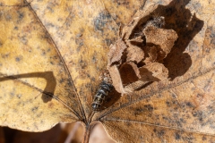 Psychidae