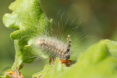 Meganola togatulalis
