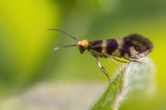 Micropterix vulturensis