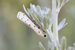 Myelois circumvoluta