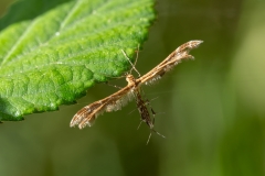 Oxyptilus sp