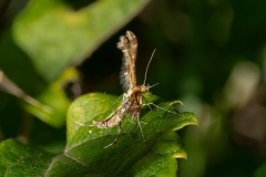 Oxyptilus sp