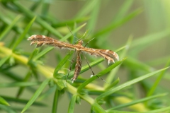 Oxyptilus sp