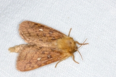 Pharmacis aemilianus