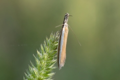 Pleurota aristella