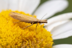 Pleurota punctella